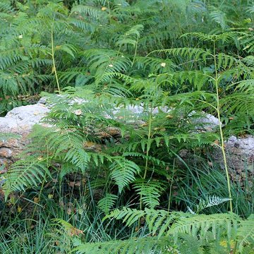 Alignement de menhirs dans la forêt domaniale de Floranges