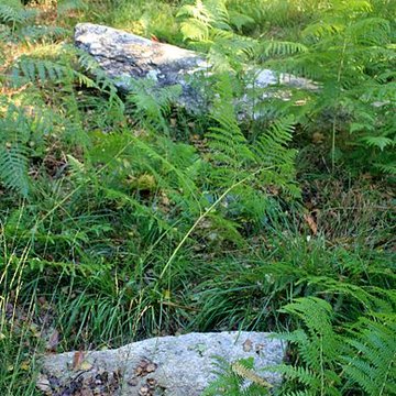 Alignement de menhirs dans la forêt domaniale de Floranges