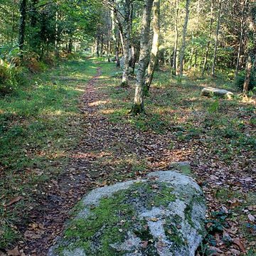 Alignement de menhirs dans la forêt domaniale de Floranges