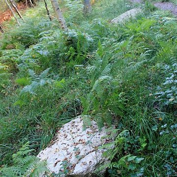 Alignement de menhirs dans la forêt domaniale de Floranges