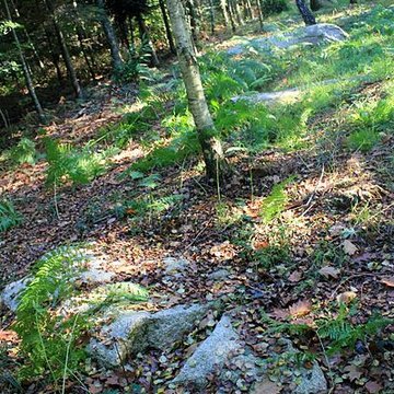 Alignement de menhirs dans la forêt domaniale de Floranges