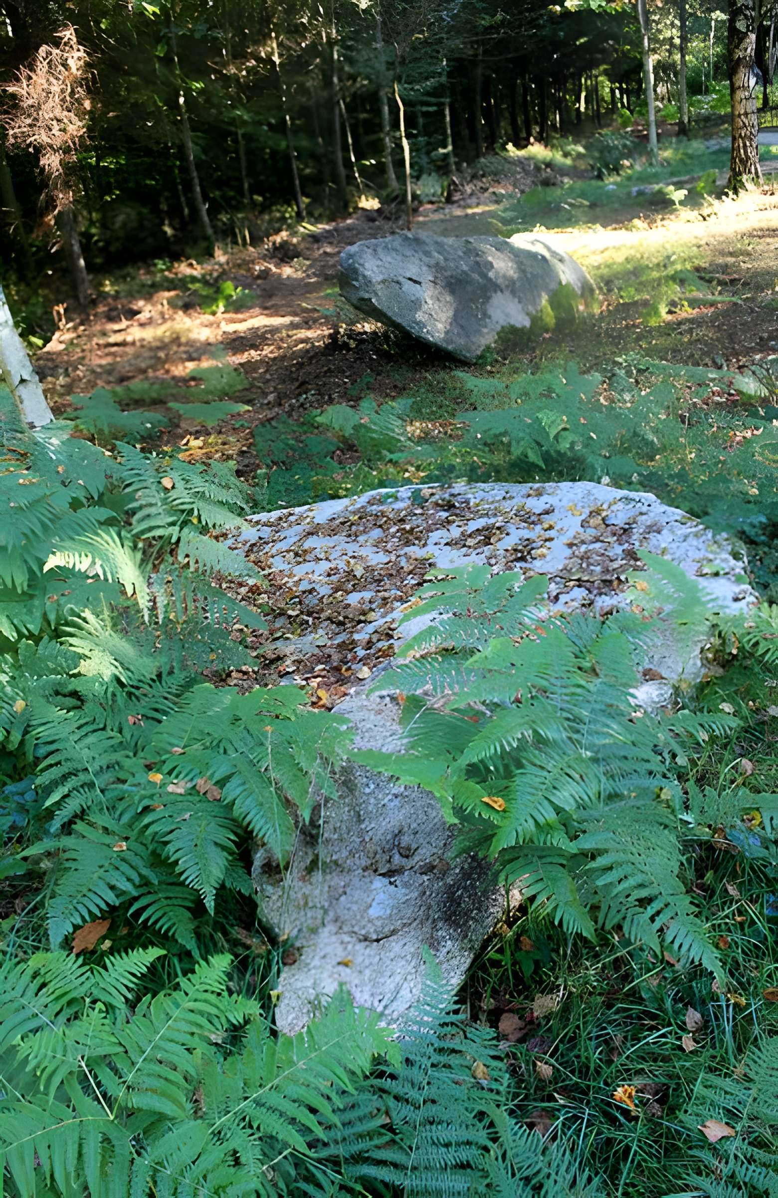 Alignement de menhirs dans la forêt domaniale de Floranges