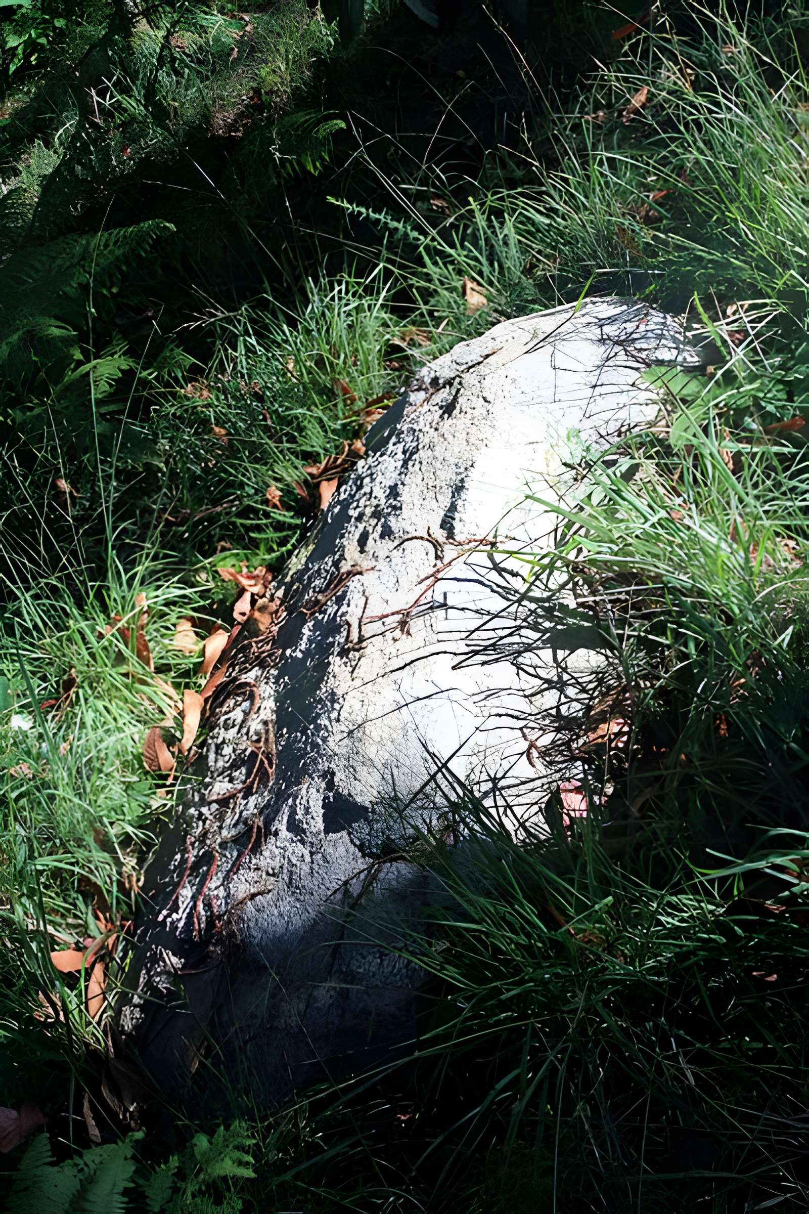 Alignement de menhirs dans la forêt domaniale de Floranges