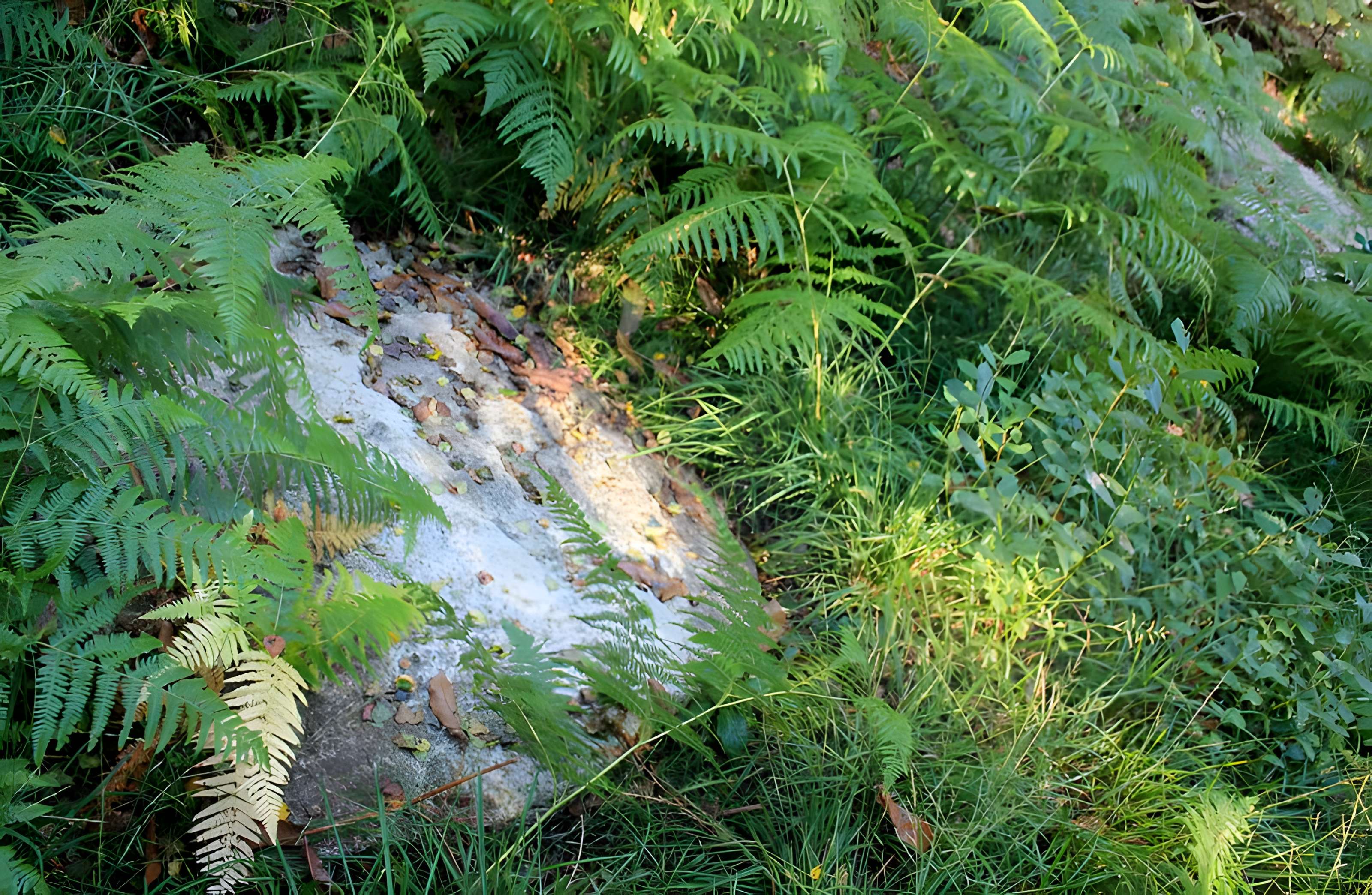 Alignement de menhirs dans la forêt domaniale de Floranges