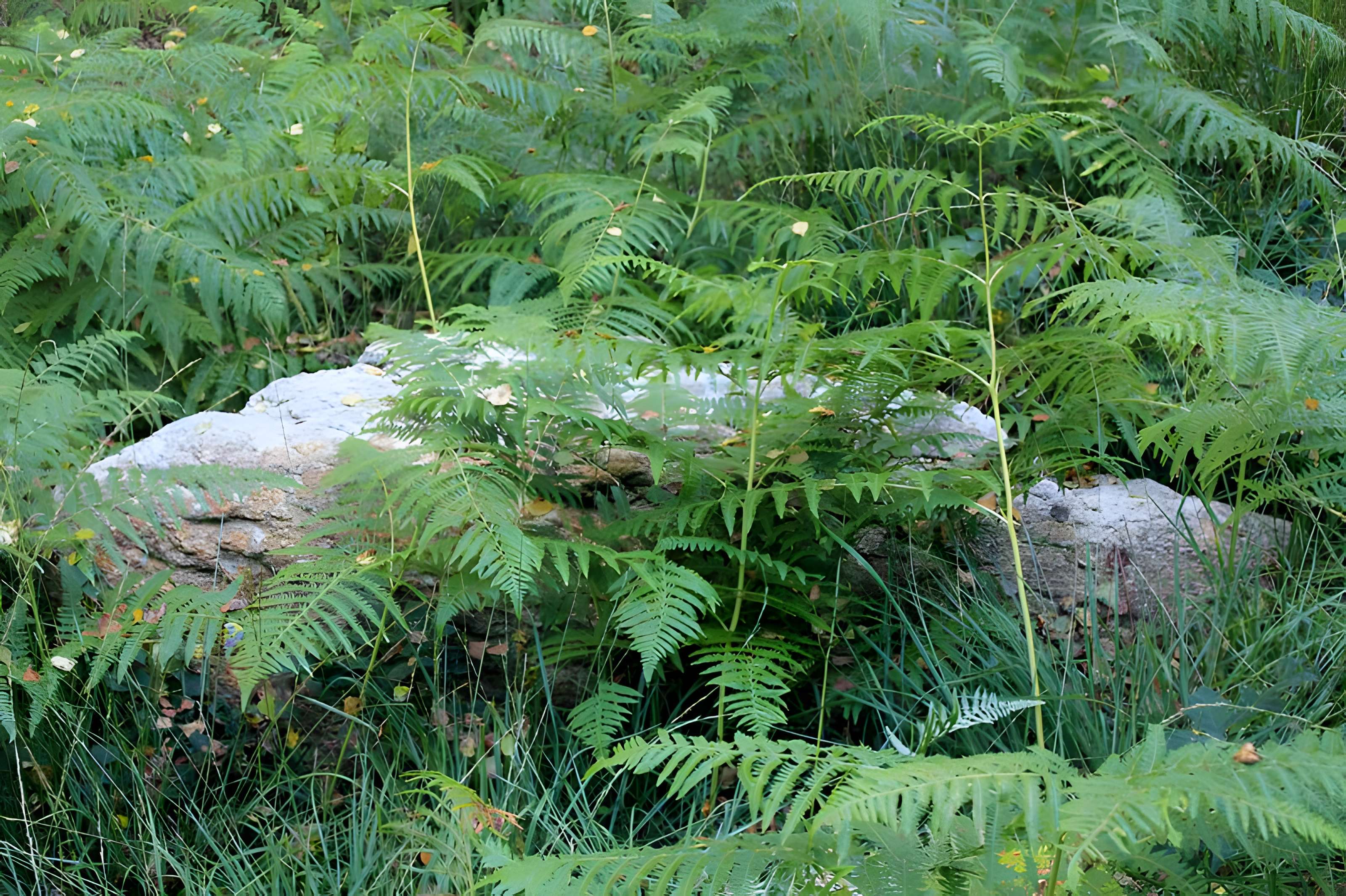 Alignement de menhirs dans la forêt domaniale de Floranges