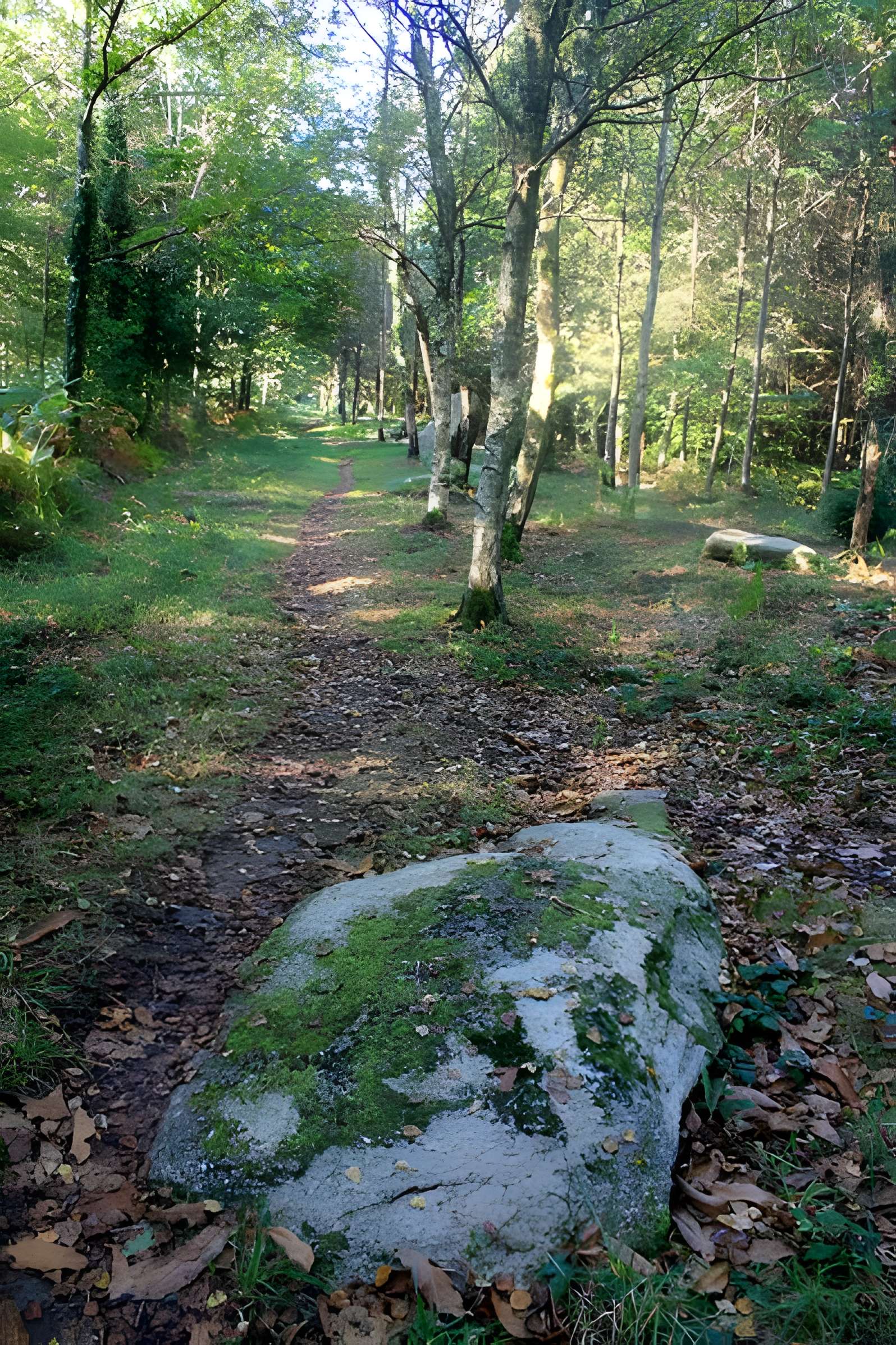 Alignement de menhirs dans la forêt domaniale de Floranges