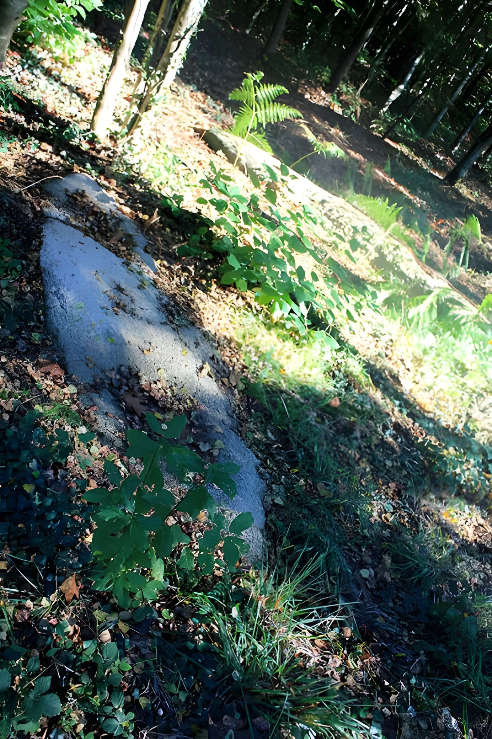 Alignement de menhirs dans la forêt domaniale de Floranges