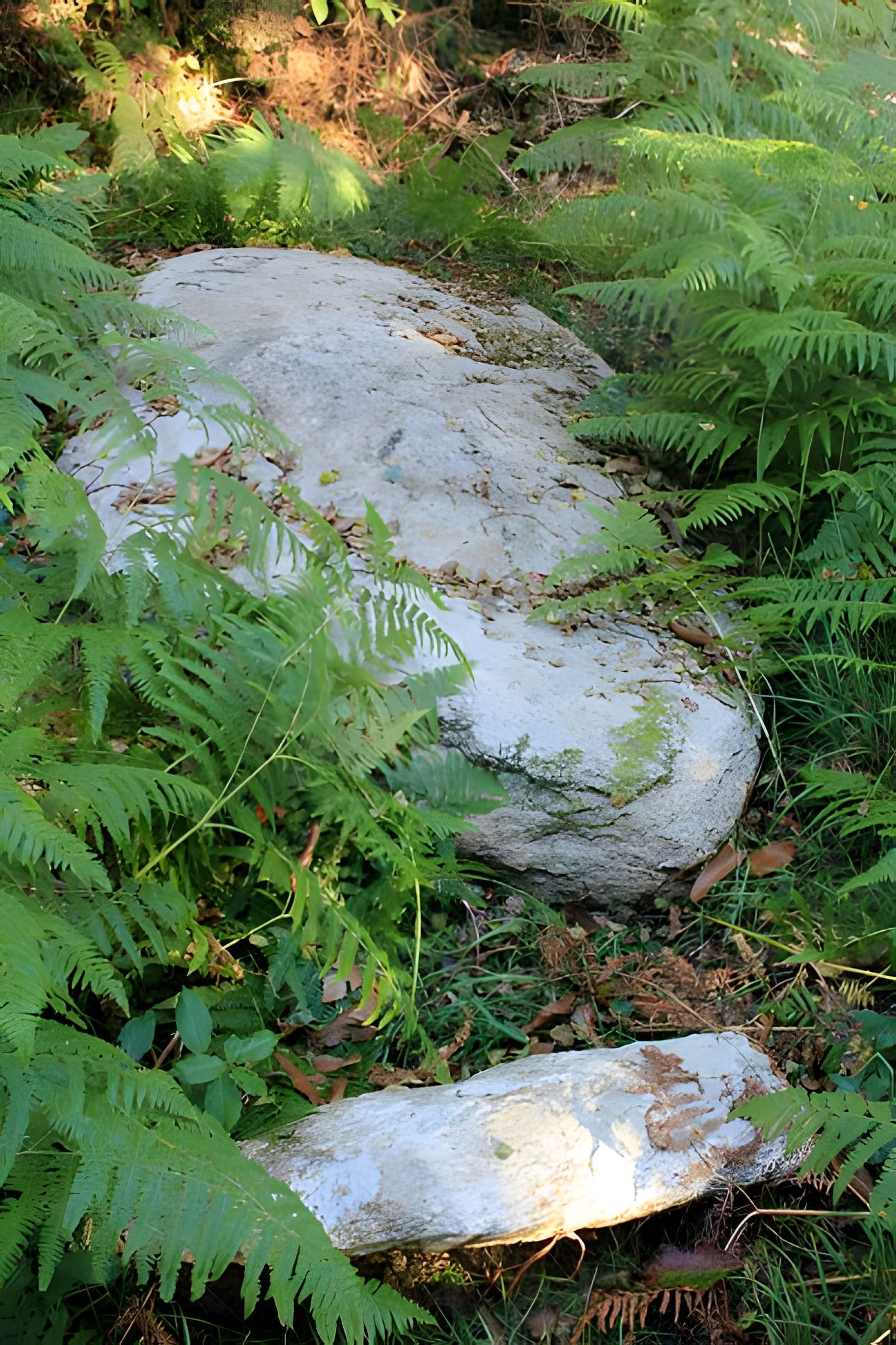 Alignement de menhirs dans la forêt domaniale de Floranges