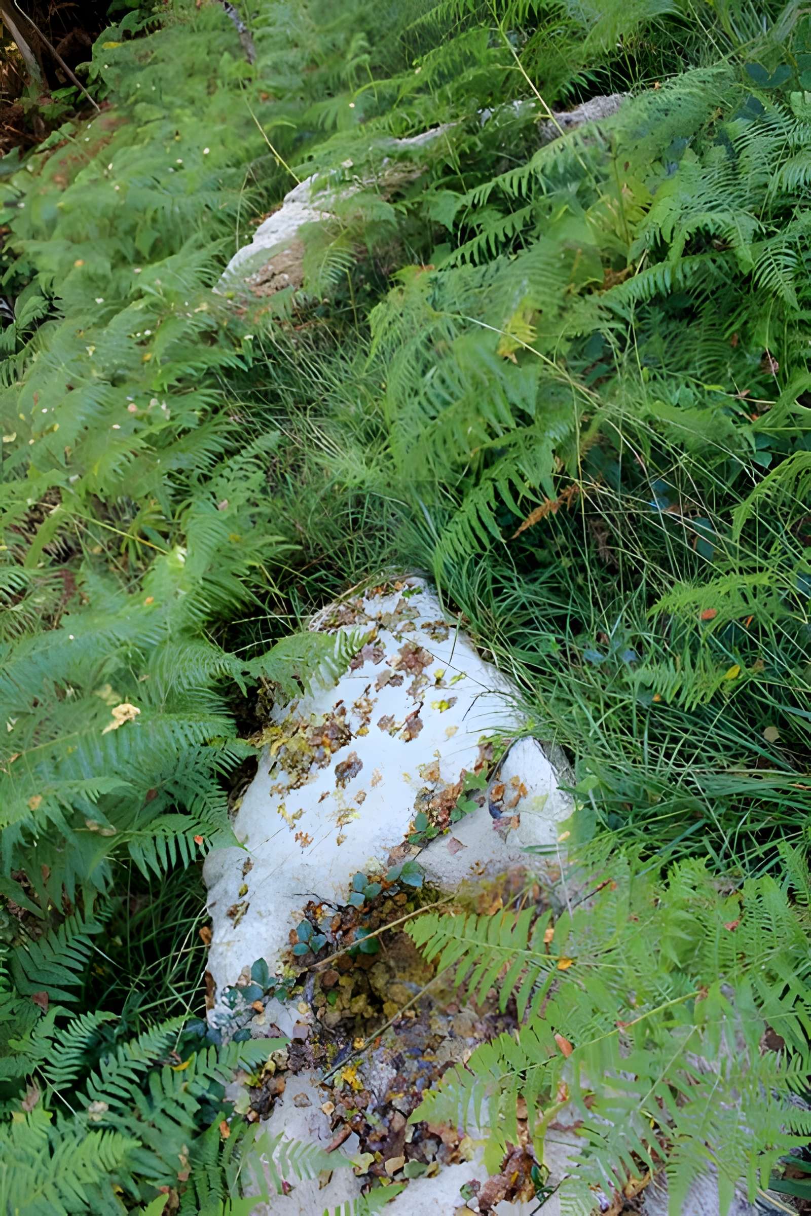 Alignement de menhirs dans la forêt domaniale de Floranges