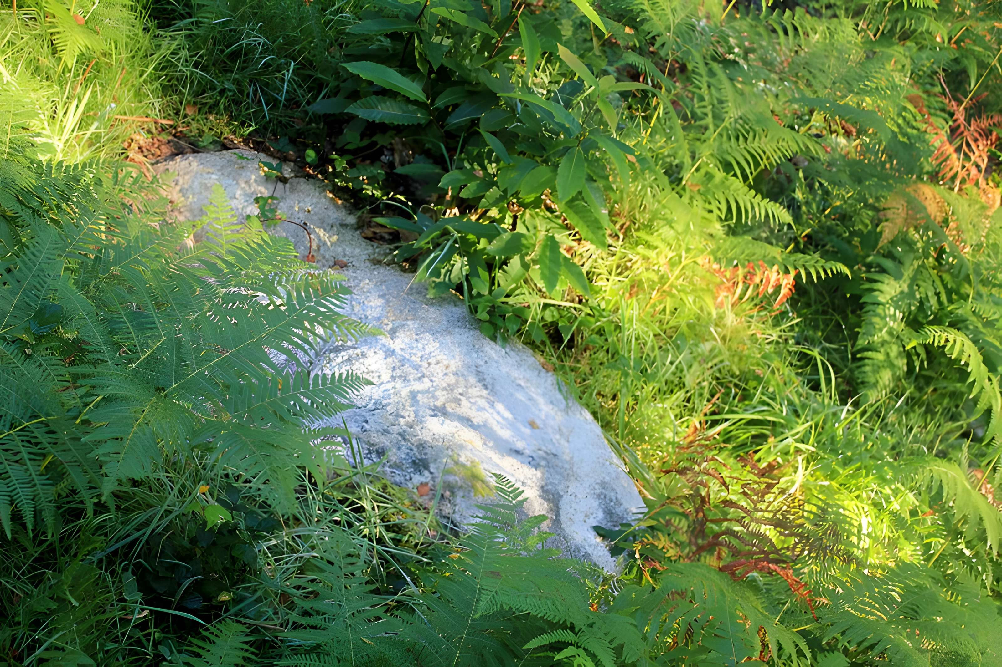 Alignement de menhirs dans la forêt domaniale de Floranges