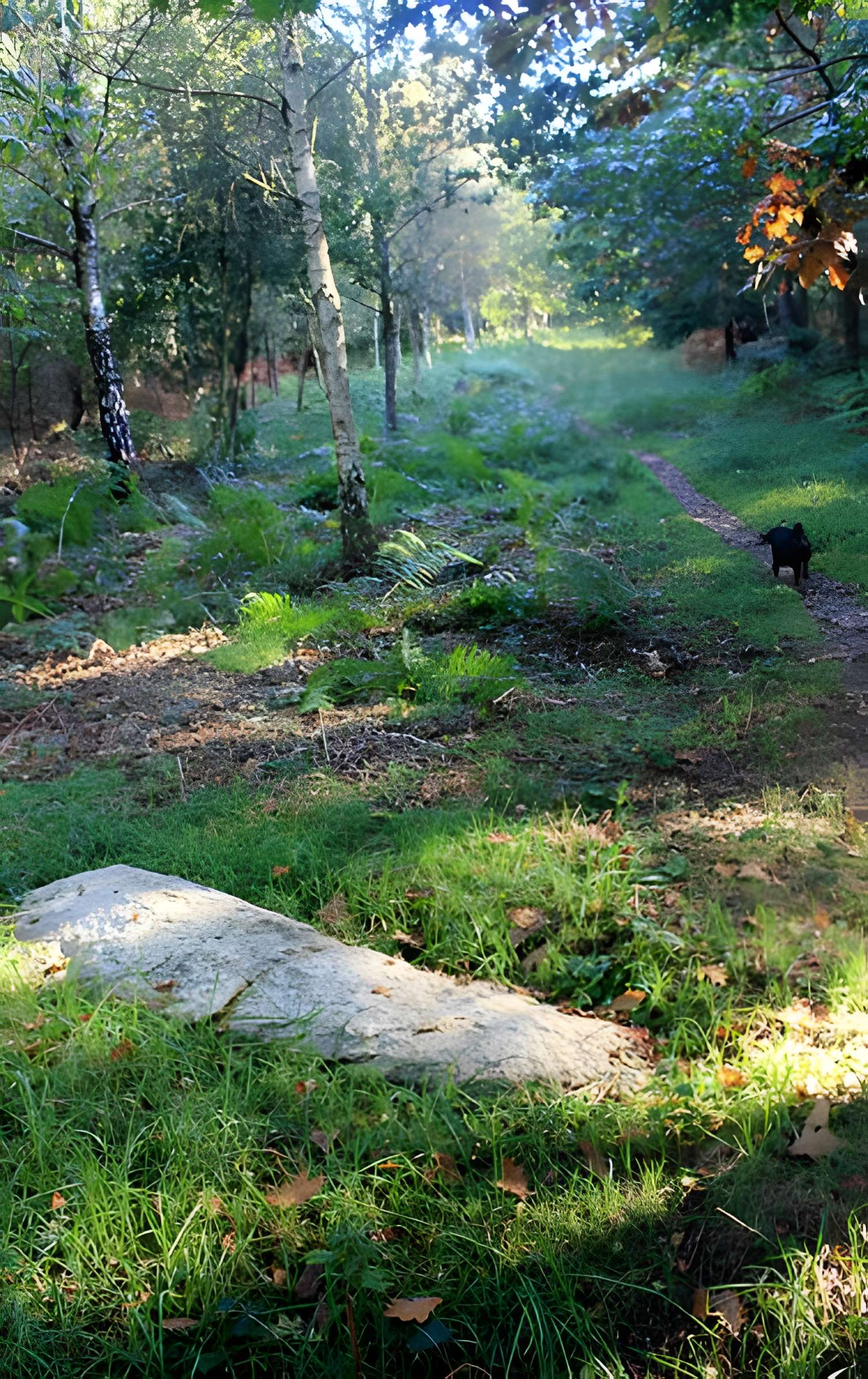 Alignement de menhirs dans la forêt domaniale de Floranges