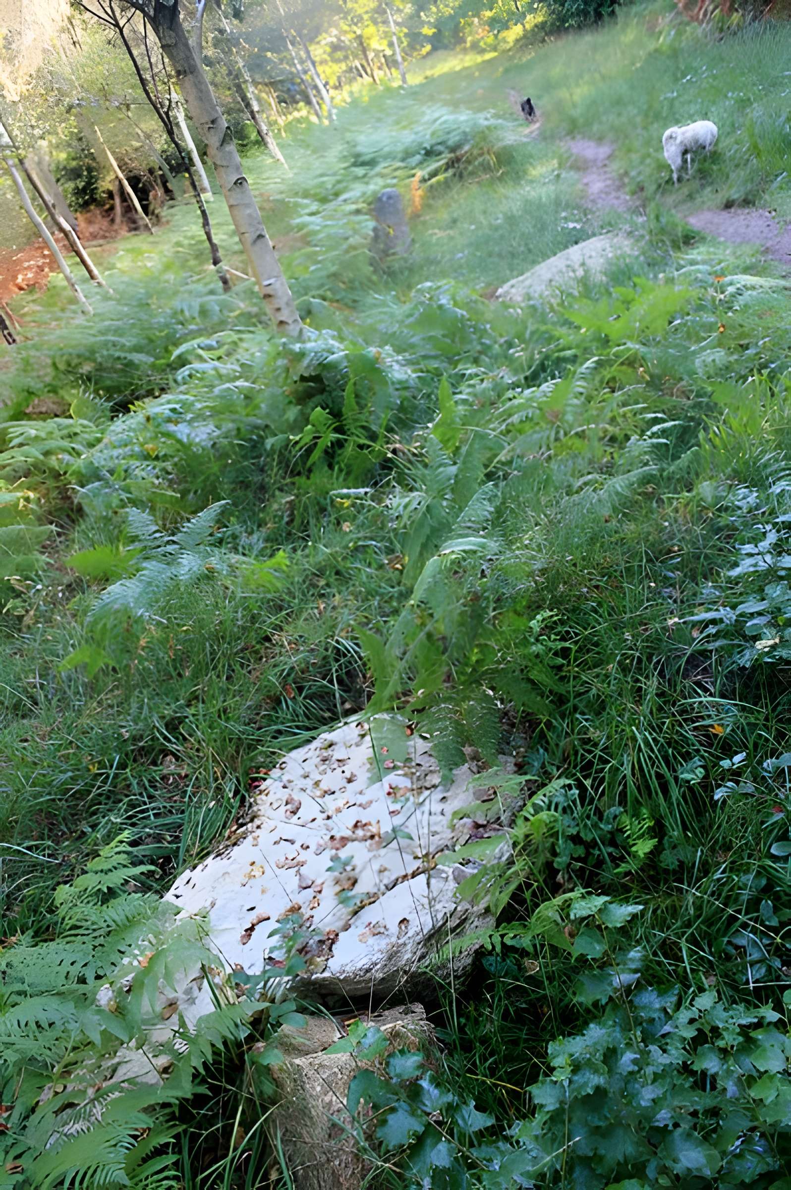 Alignement de menhirs dans la forêt domaniale de Floranges
