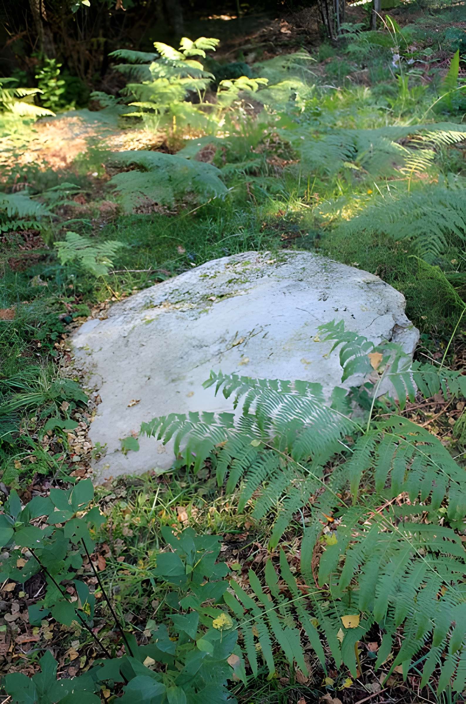 Alignement de menhirs dans la forêt domaniale de Floranges