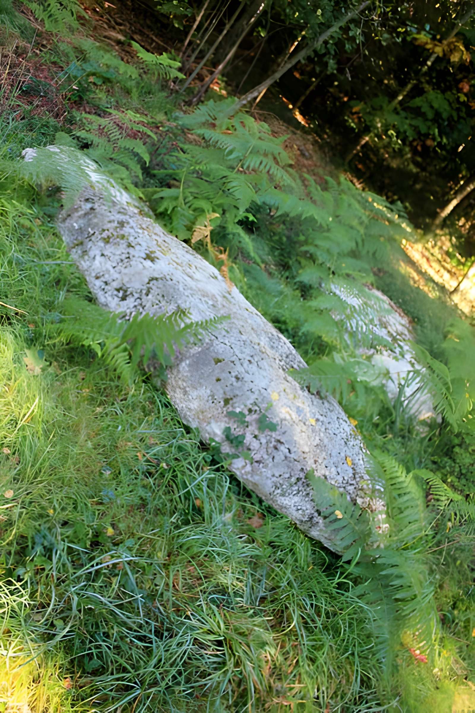 Alignement de menhirs dans la forêt domaniale de Floranges