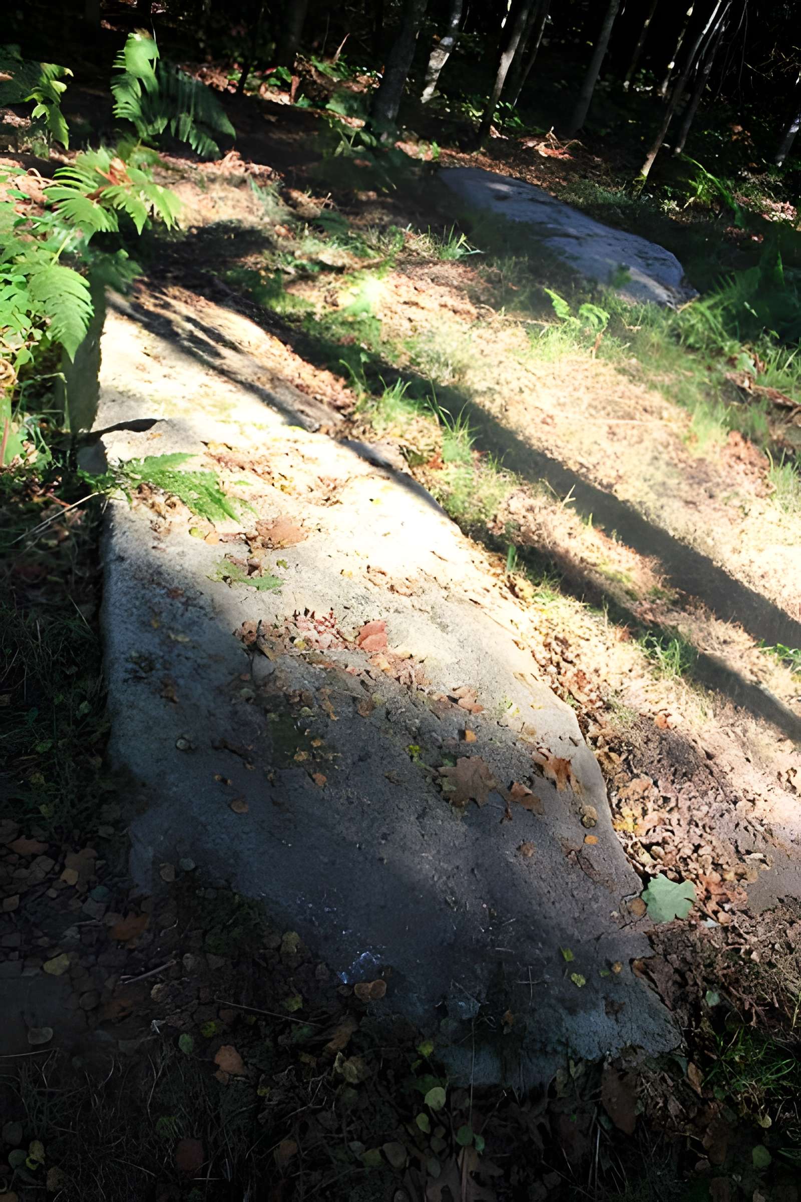 Alignement de menhirs dans la forêt domaniale de Floranges