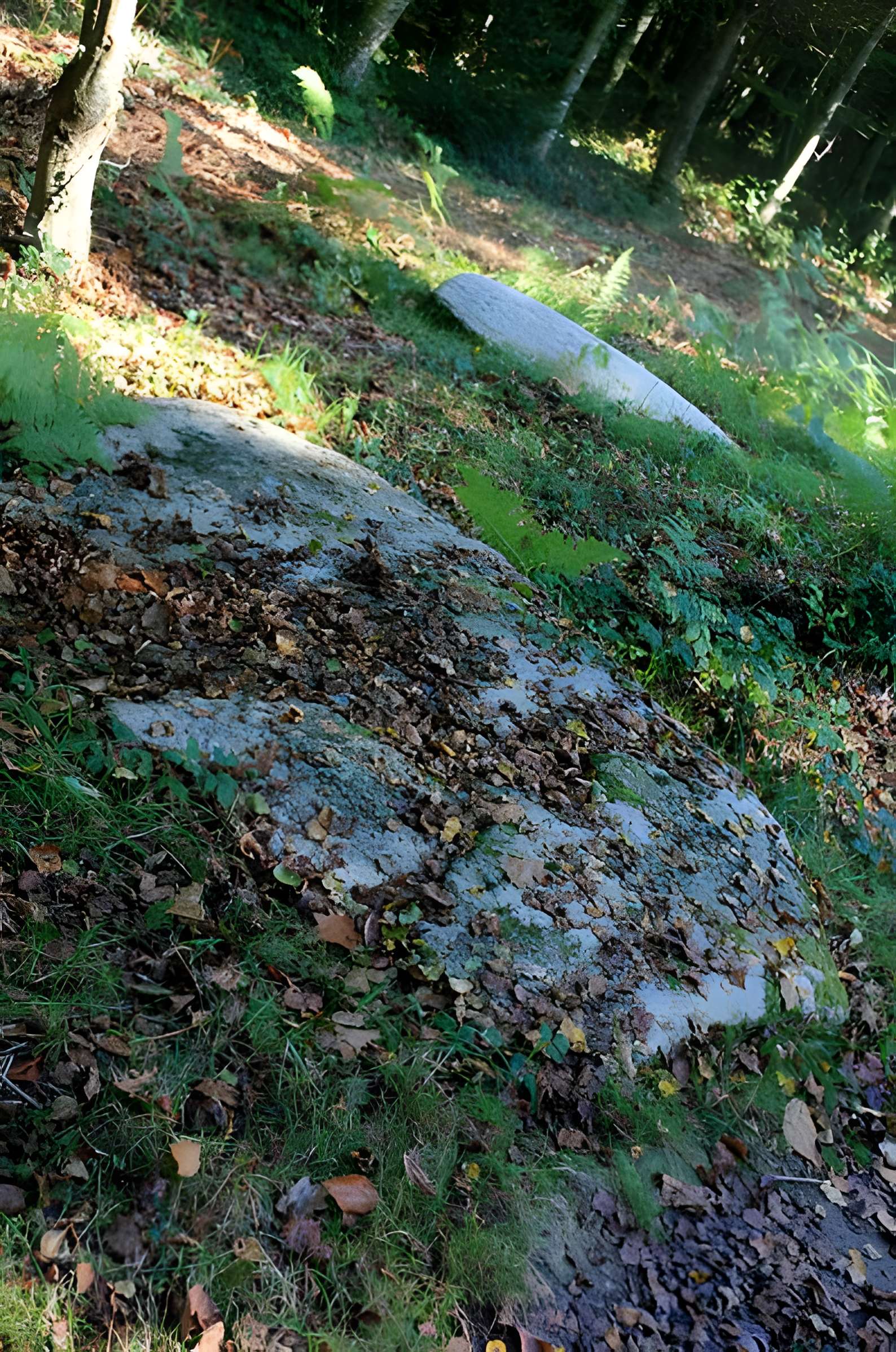 Alignement de menhirs dans la forêt domaniale de Floranges
