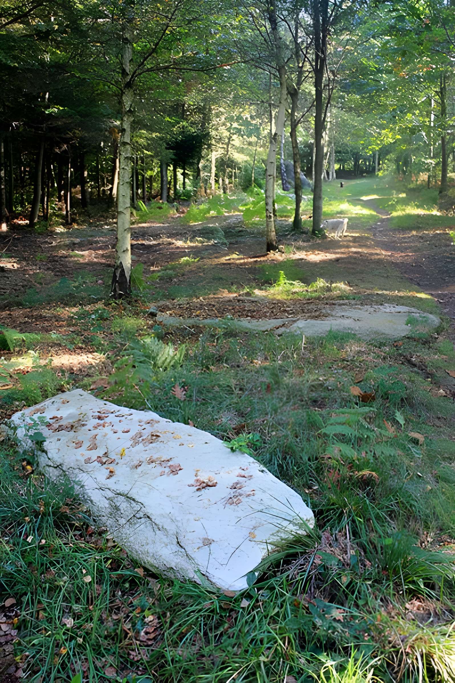 Alignement de menhirs dans la forêt domaniale de Floranges
