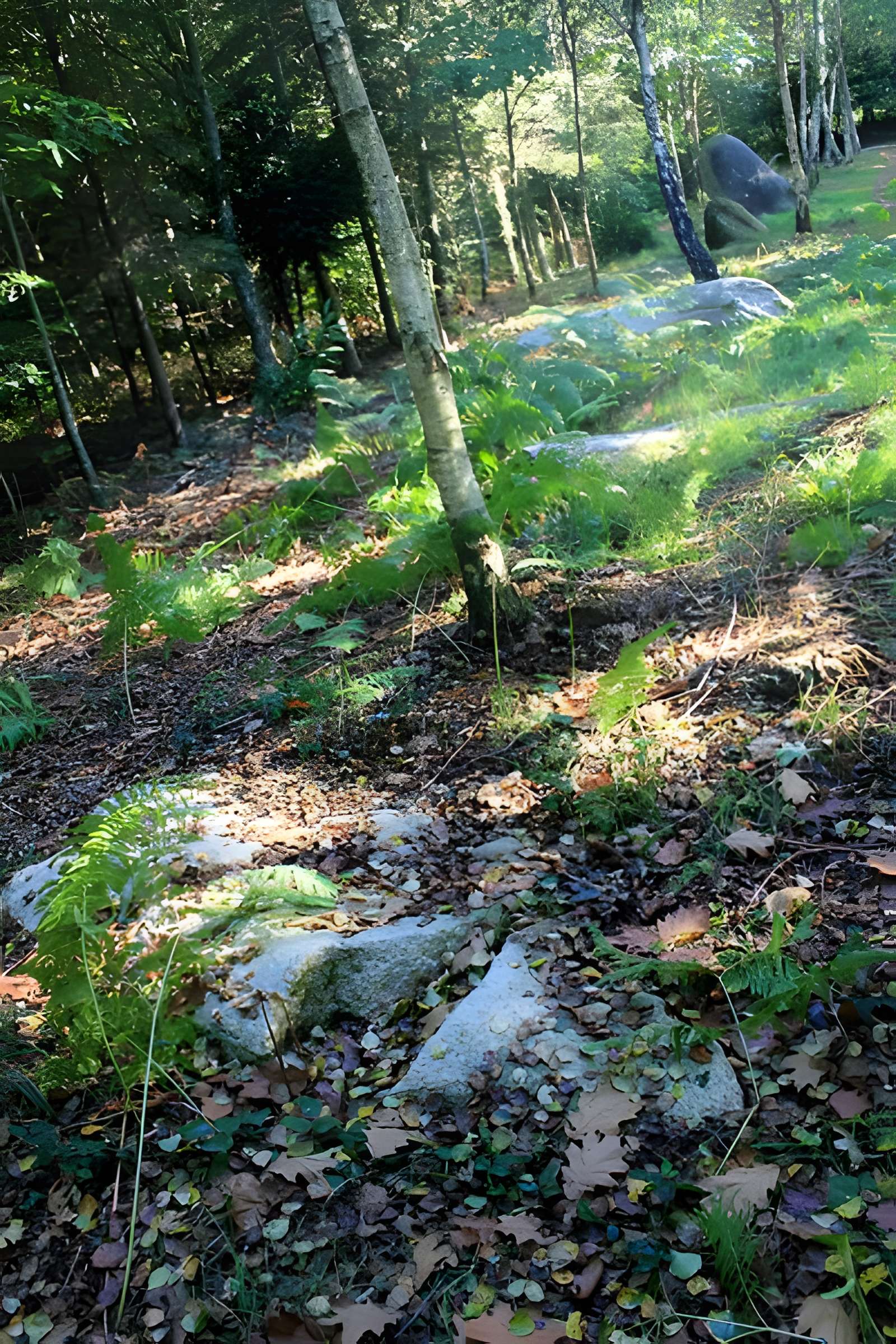 Alignement de menhirs dans la forêt domaniale de Floranges