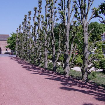 Ancien château comtal