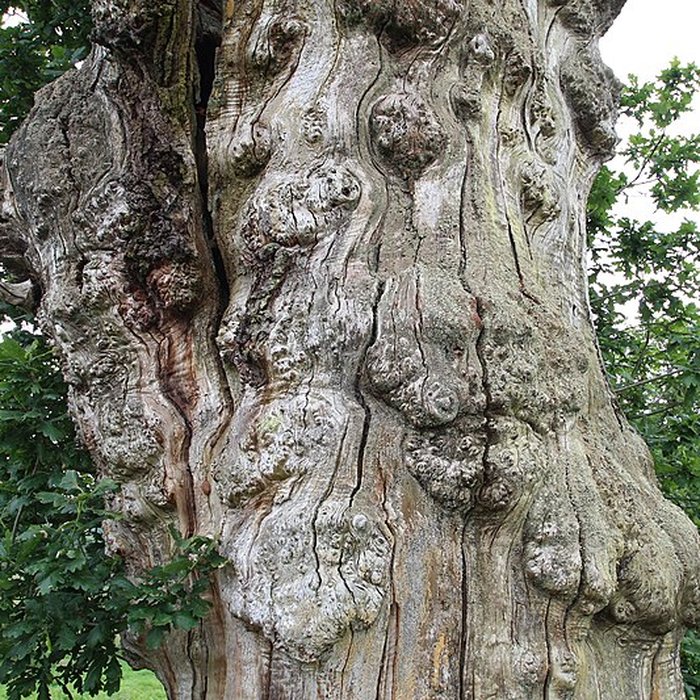 Photo de Ancien château de Bonvouloir