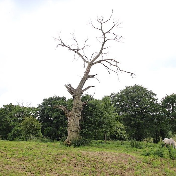 Photo de Ancien château de Bonvouloir