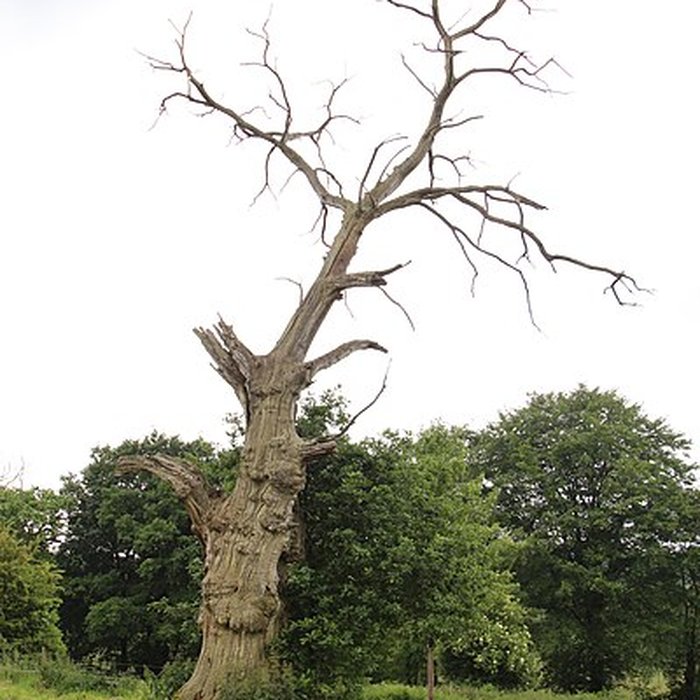 Photo de Ancien château de Bonvouloir