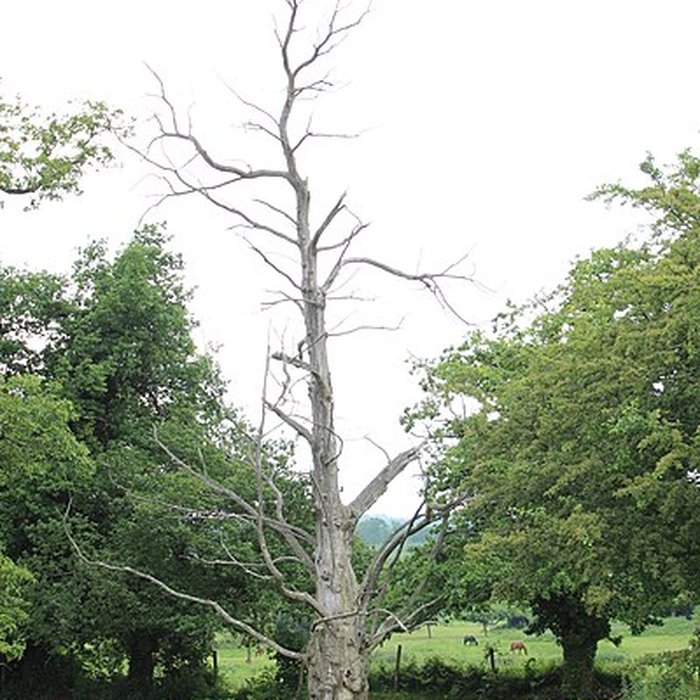 Photo de Ancien château de Bonvouloir