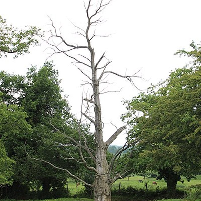 Photo de Ancien château de Bonvouloir