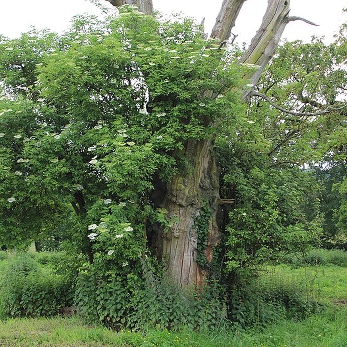 Photo de Ancien château de Bonvouloir