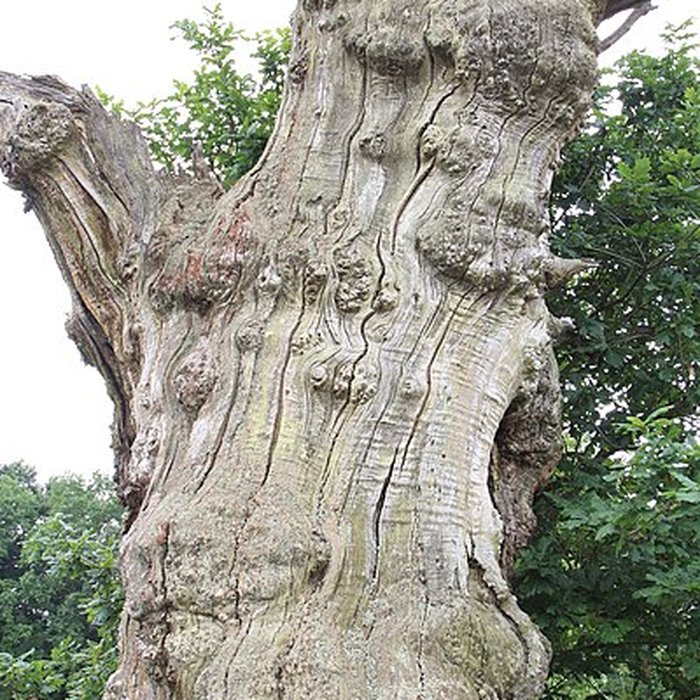 Photo de Ancien château de Bonvouloir