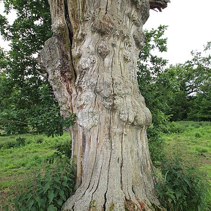 Photo de Ancien château de Bonvouloir