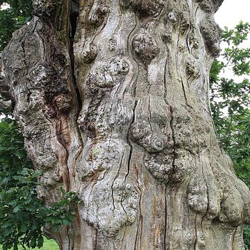 Ancien château de Bonvouloir
