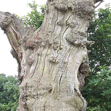 Ancien château de Bonvouloir