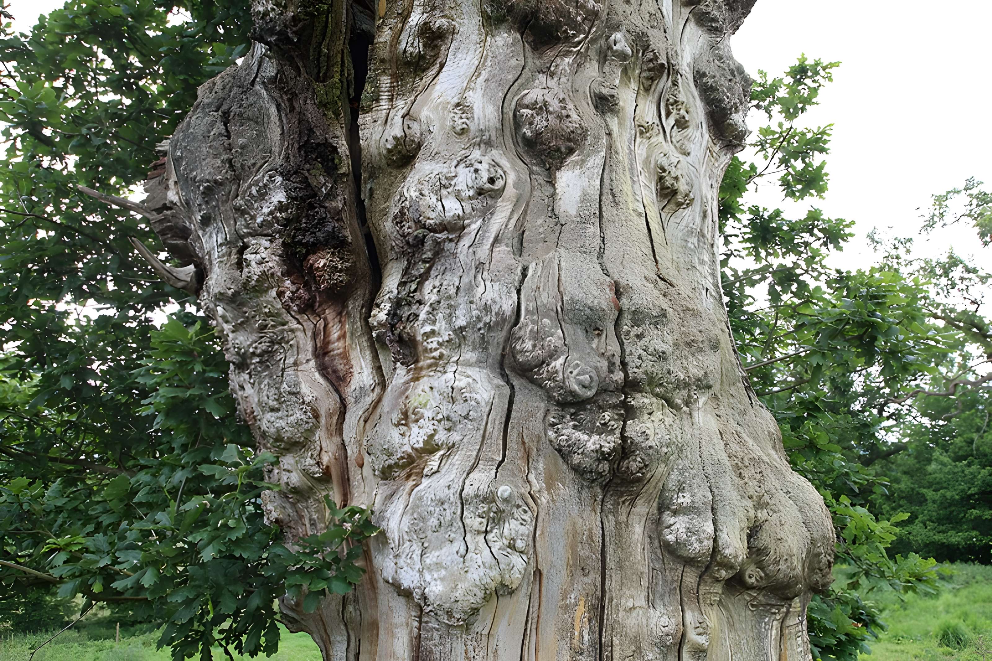 Ancien château de Bonvouloir