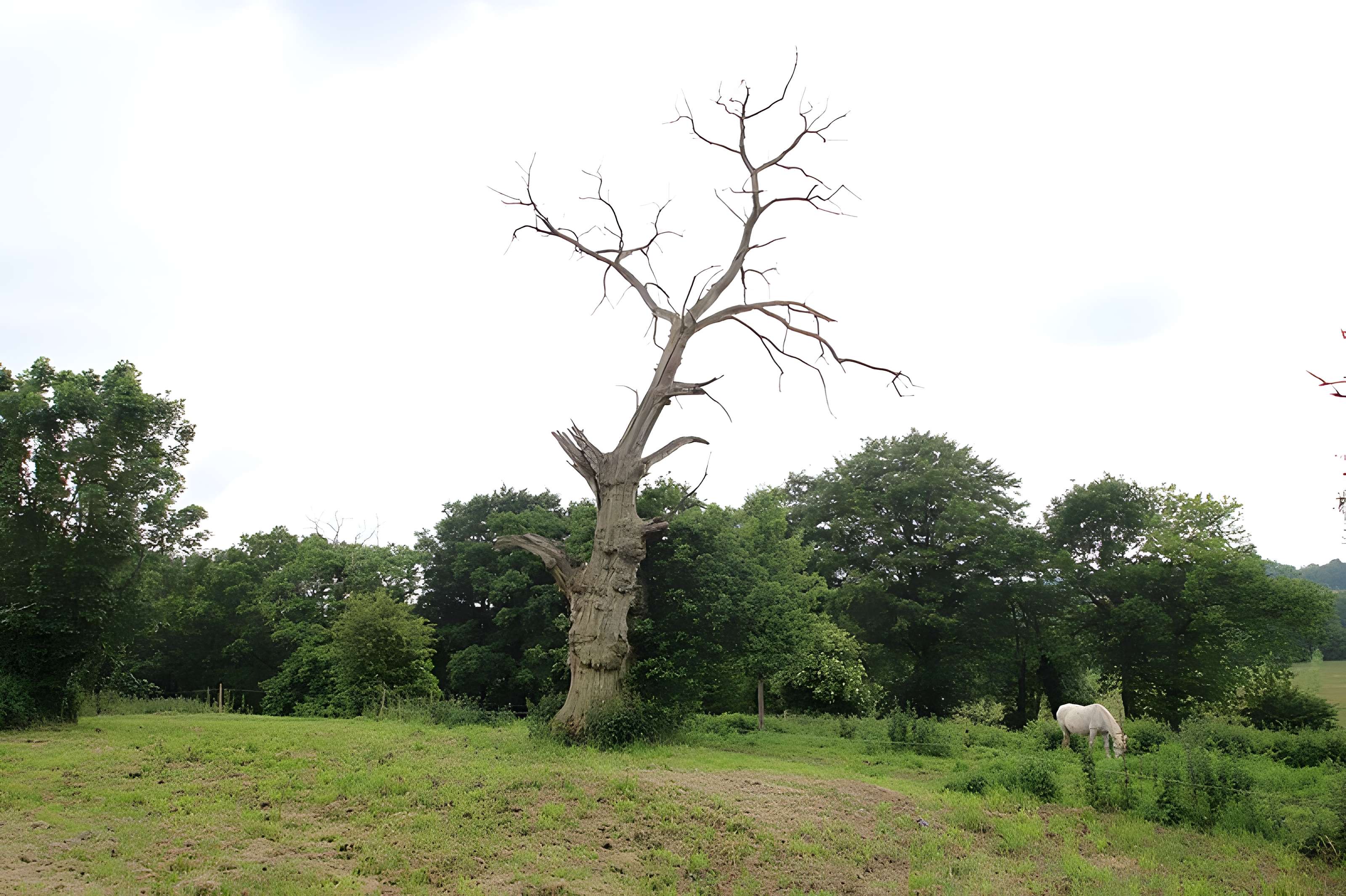 Ancien château de Bonvouloir