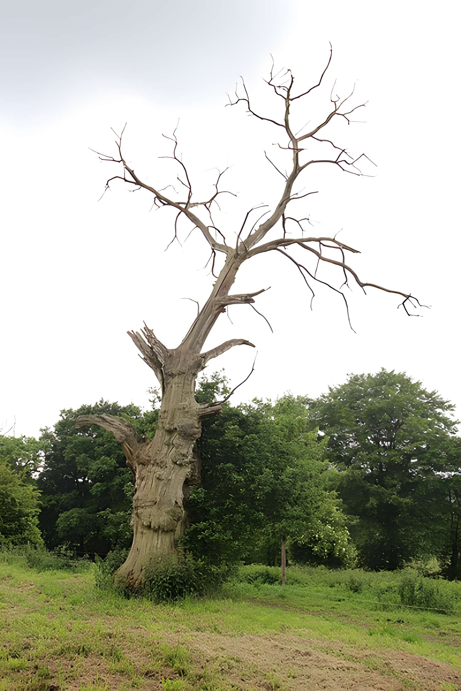 Ancien château de Bonvouloir
