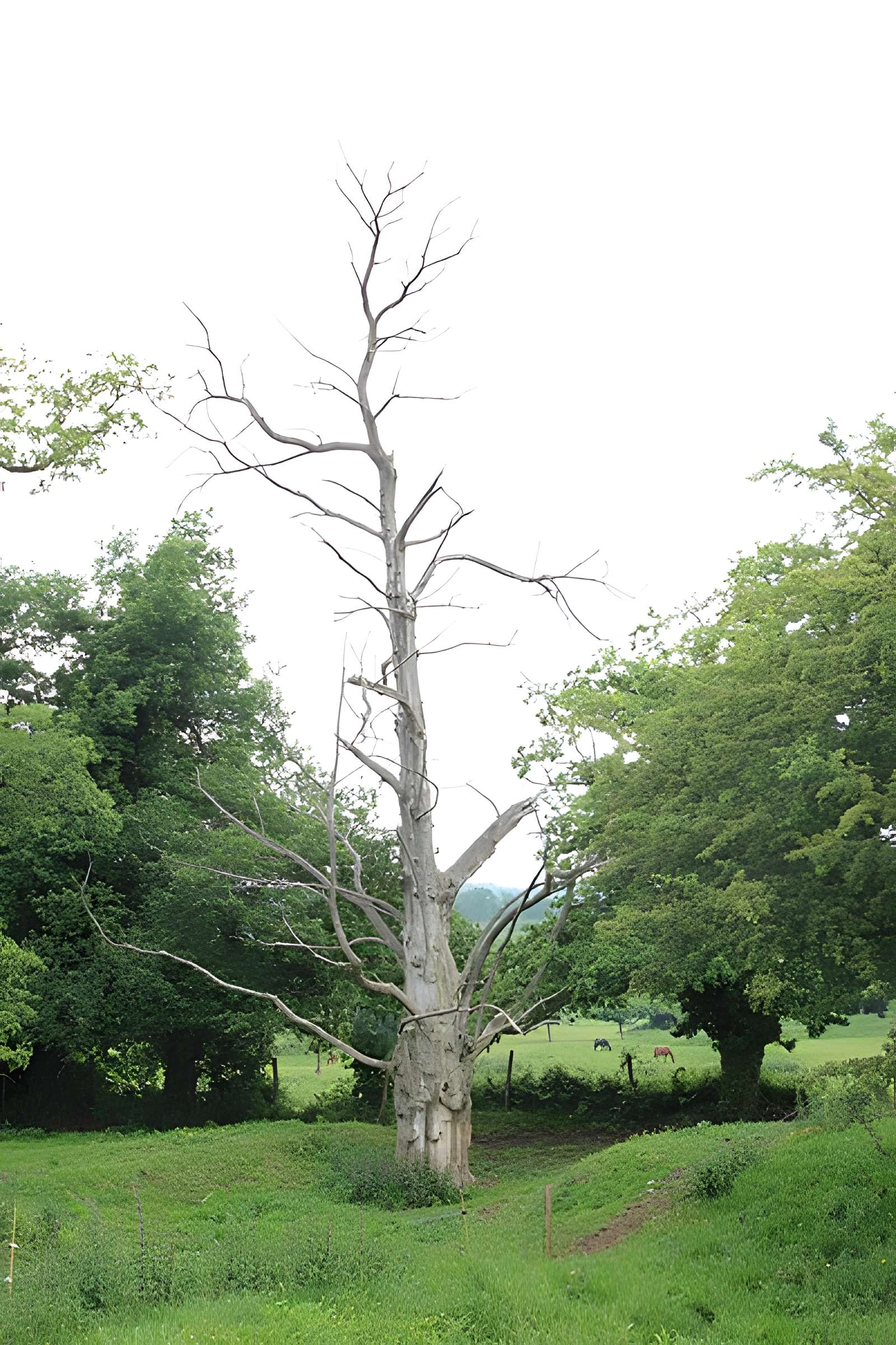 Ancien château de Bonvouloir