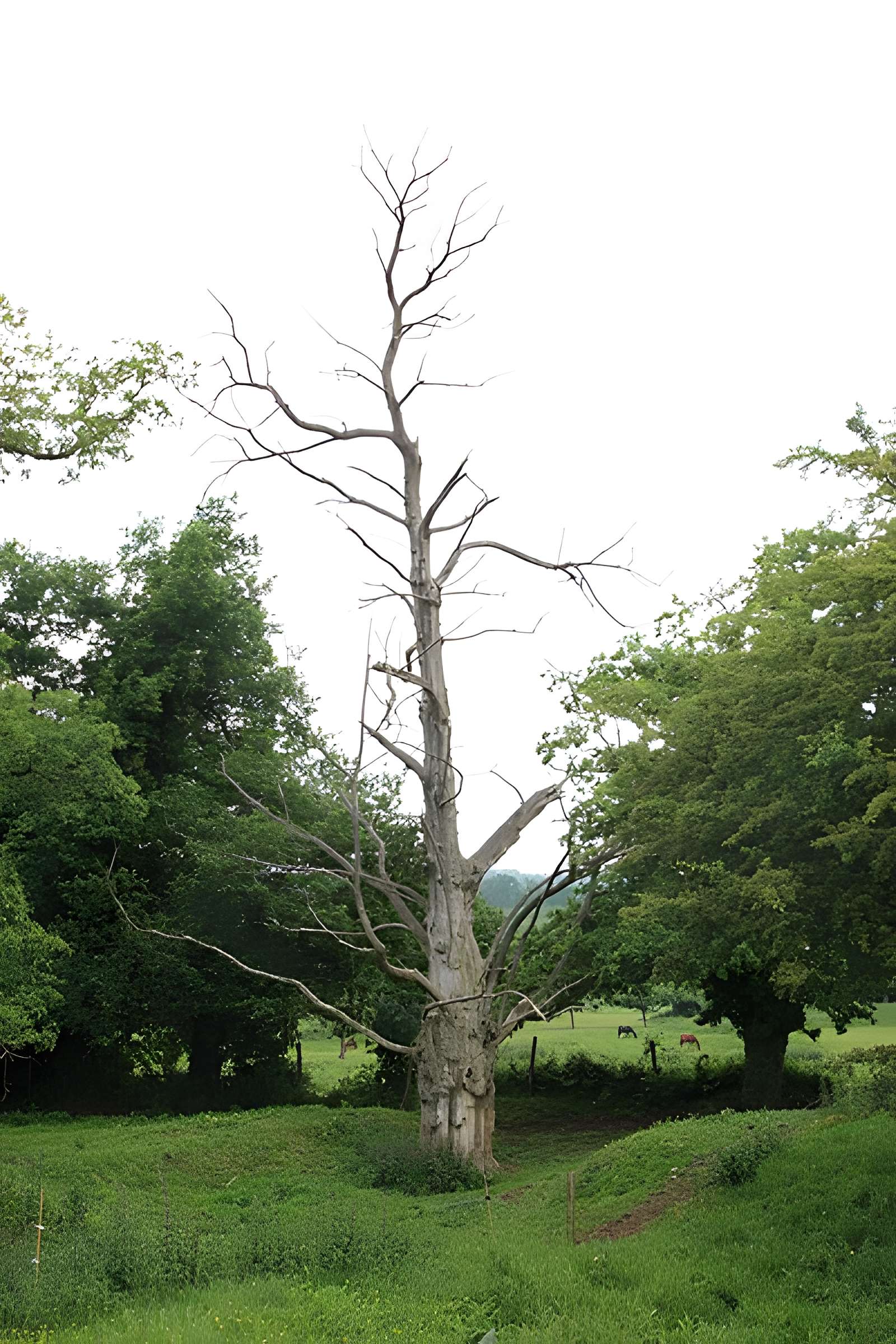 Ancien château de Bonvouloir
