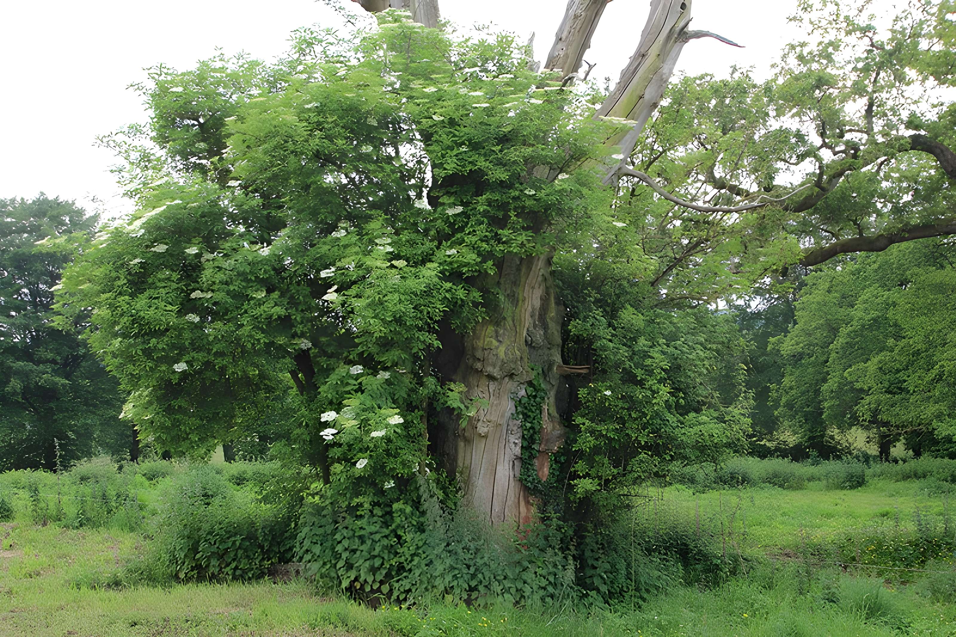 Ancien château de Bonvouloir
