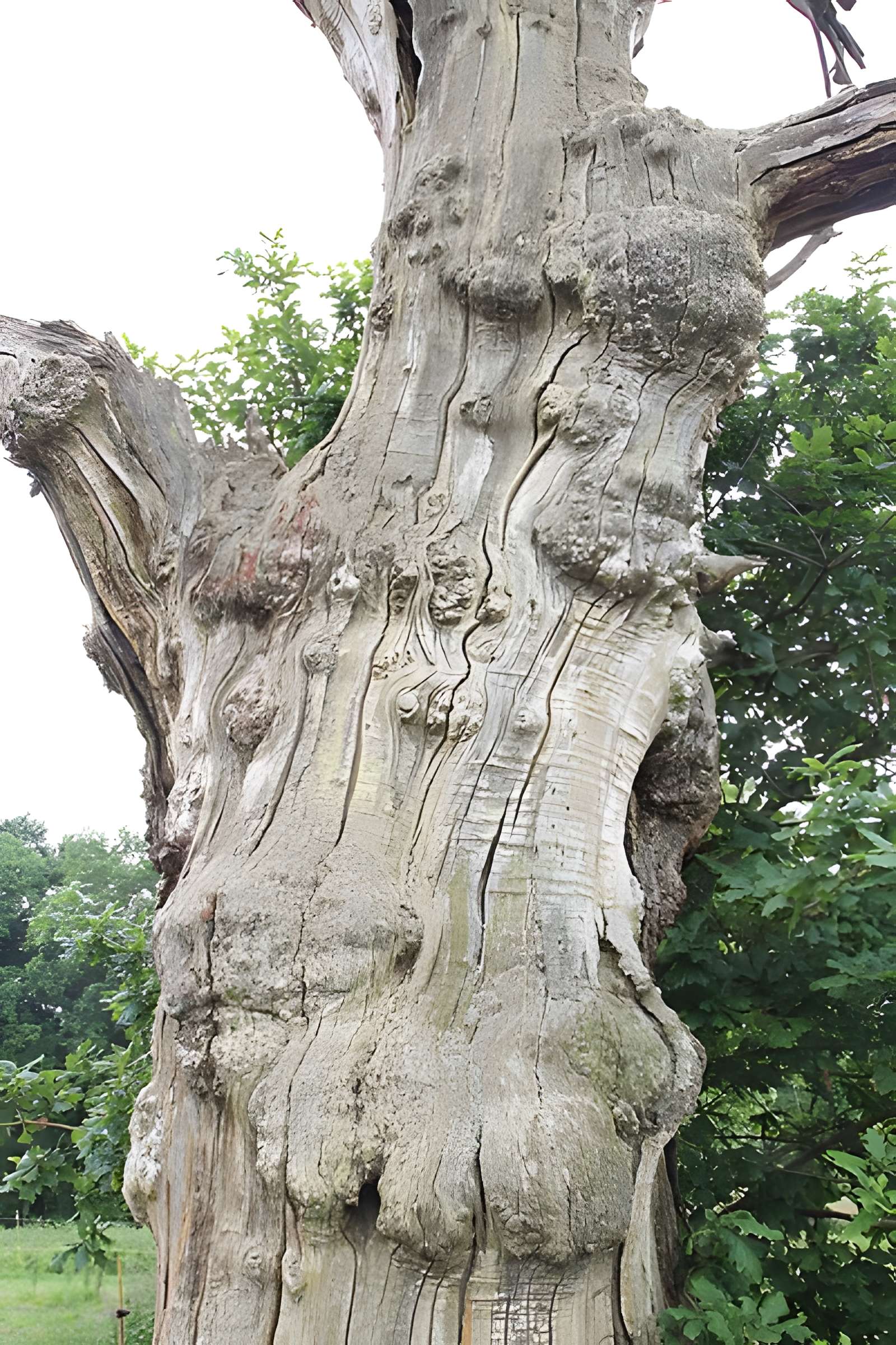 Ancien château de Bonvouloir