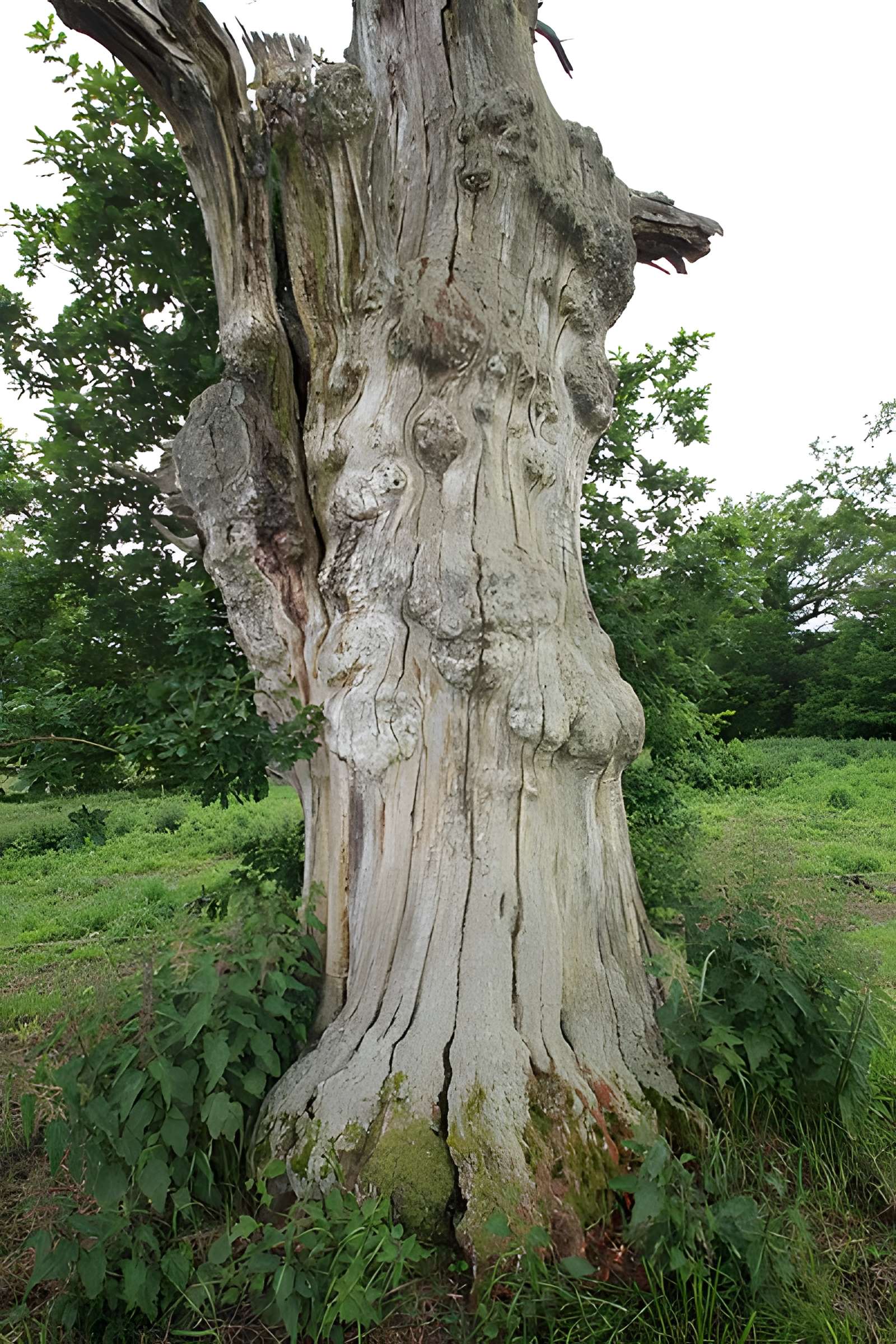 Ancien château de Bonvouloir