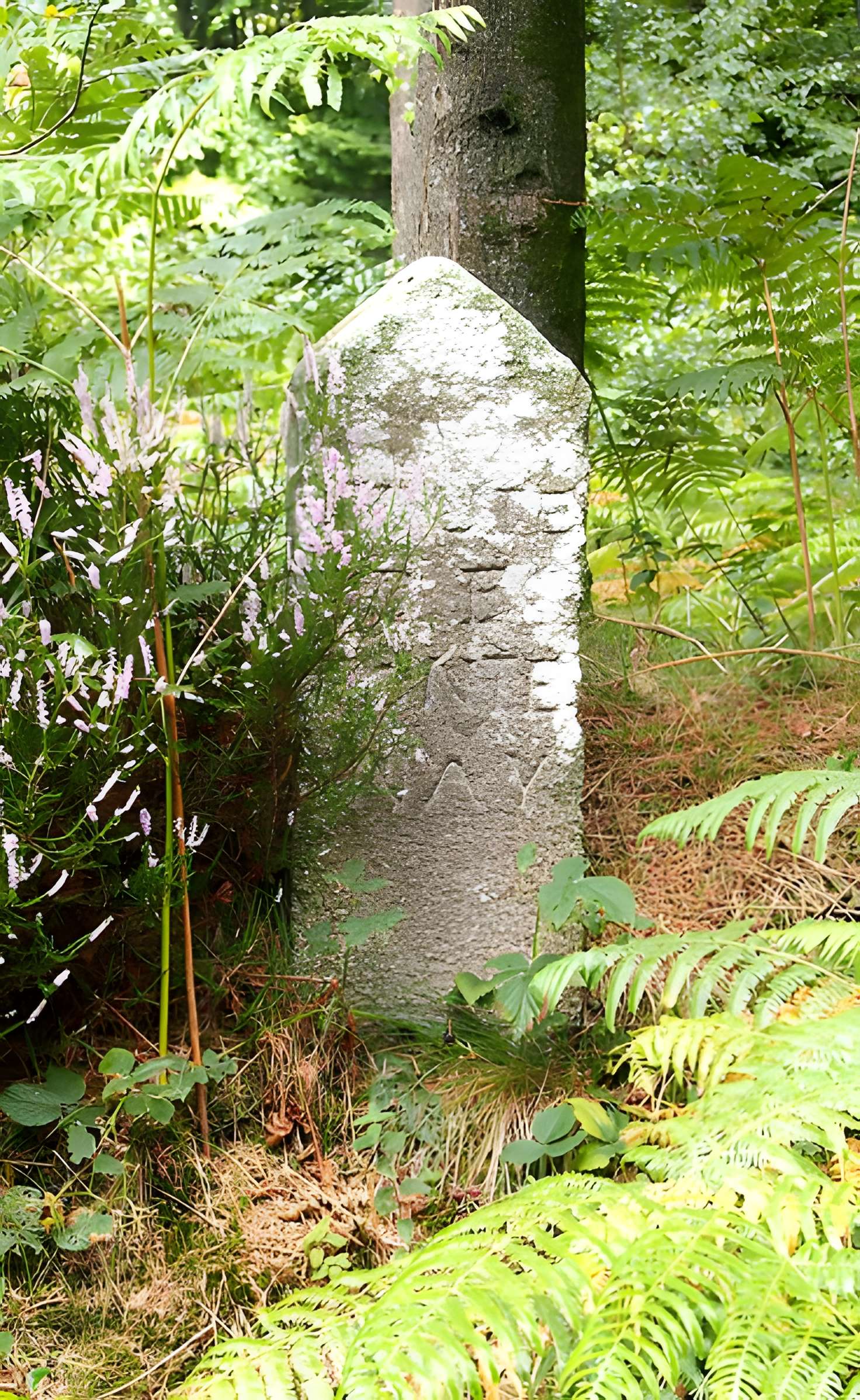 80 bornes de la forêt d'Ecouves (également sur communes de Le Bouillon, La Chapelle-près-Sées, La Ferrière-Béchet, Fontenai-les-Louvets, Radon, Rouperroux, Saint-Didier-sous-Ecouves, Saint-Gervais-du-Perron, Saint-Nicolas-des-Bois, Tanville et Vingt-Hanap