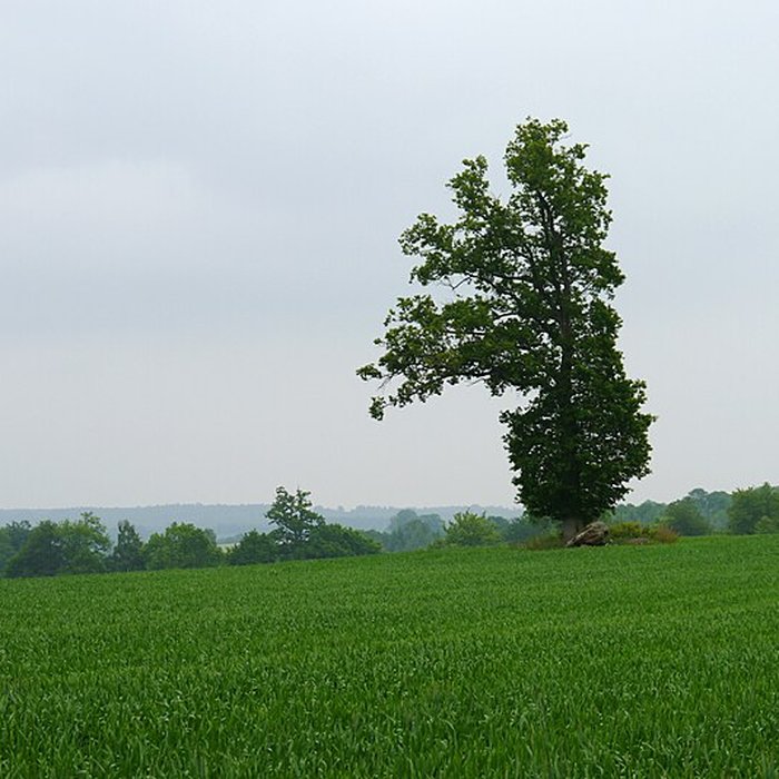 Photo de Ensemble mégalithique