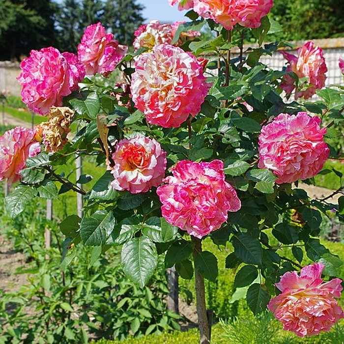 Photo de Château de Bouges