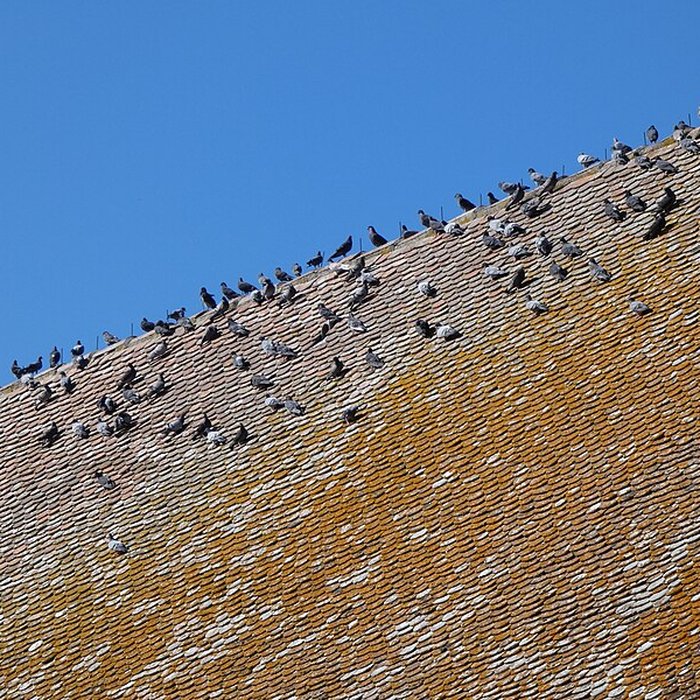Photo de Église Saint-Theudère de Saint-Chef