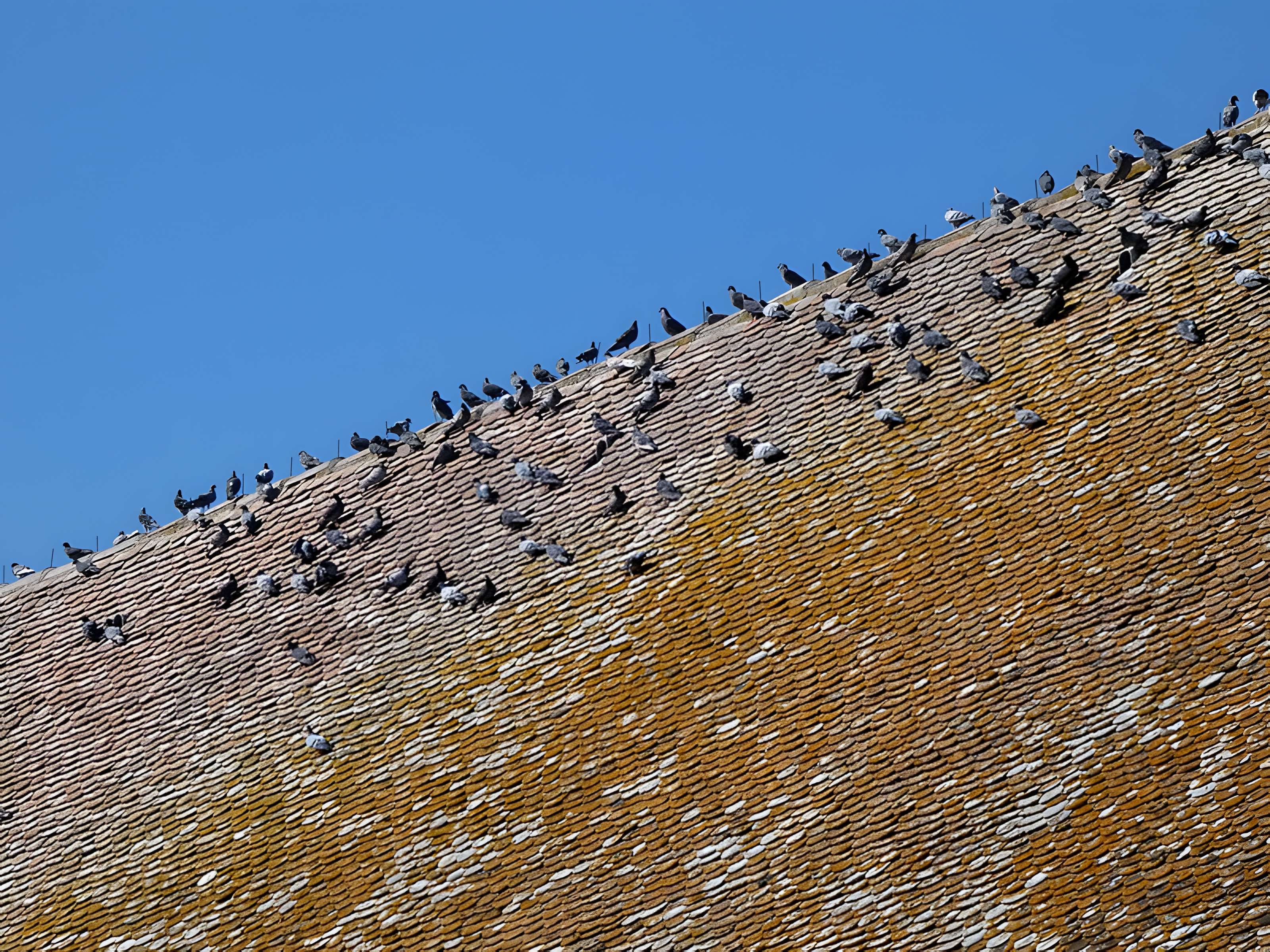 Église Saint-Theudère de Saint-Chef