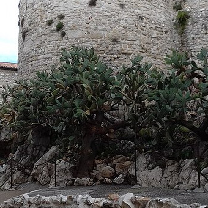 Photo de Enceinte gréco-romaine dAntibes