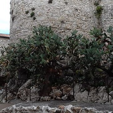 Enceinte gréco-romaine dAntibes