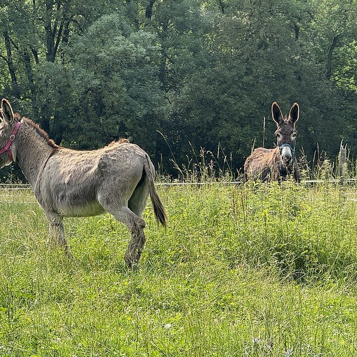 Photo de Ferme du Sougey à Montrevel-en-Bresse
