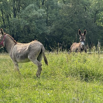 Ferme du Sougey à Montrevel-en-Bresse